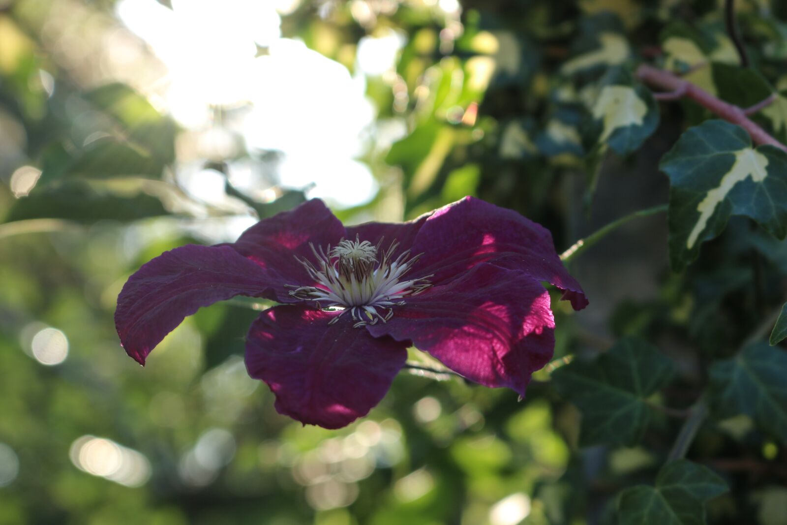 Canon EOS 70D sample photo. Flower, garden, blossom photography