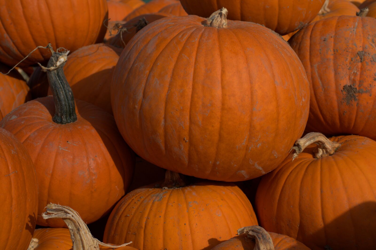 Sony FE 50mm F2.8 Macro sample photo. Pumpkin, autumn, vegetables photography