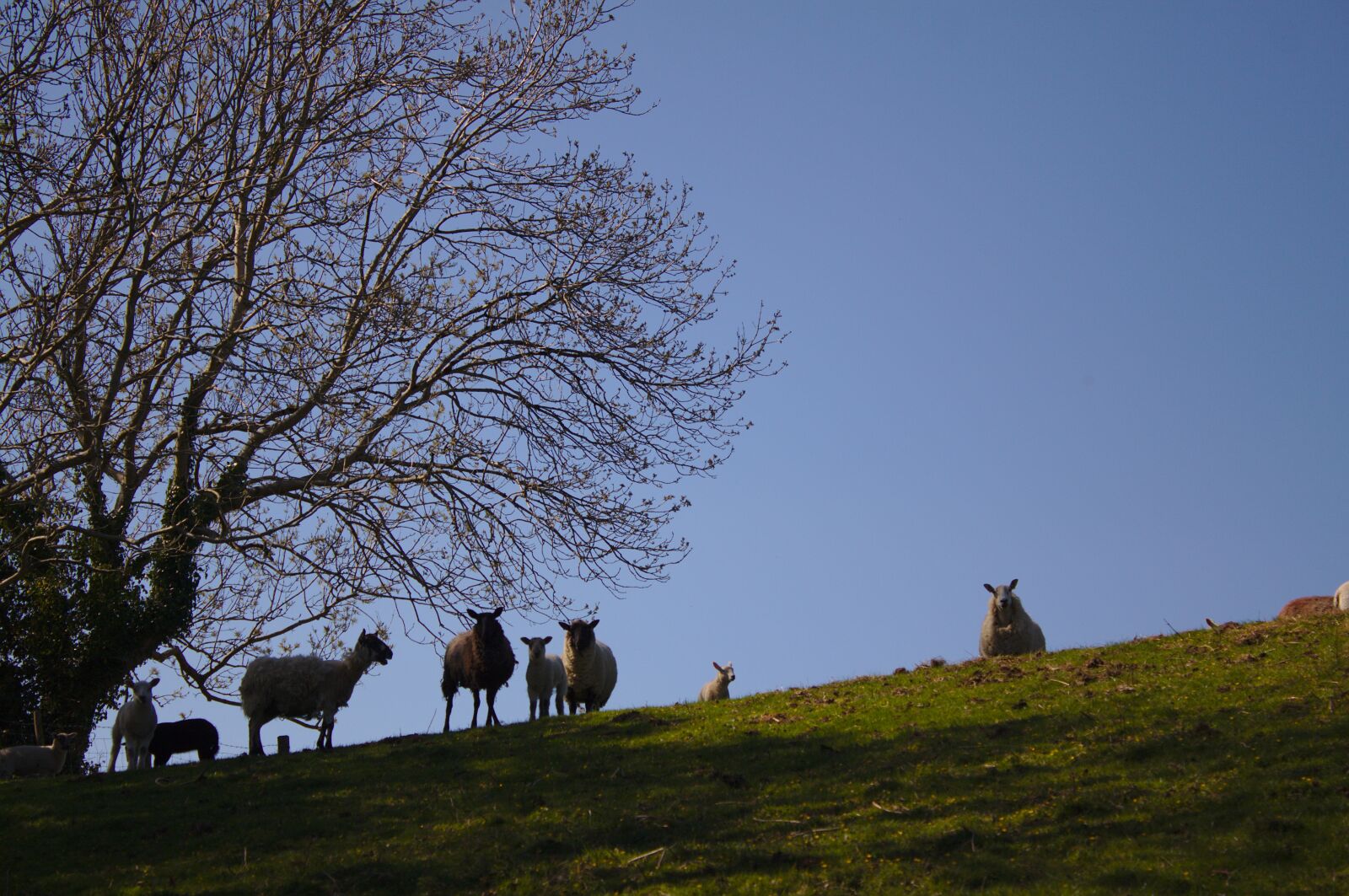 Canon EOS 50D sample photo. Sheep, herd, field photography