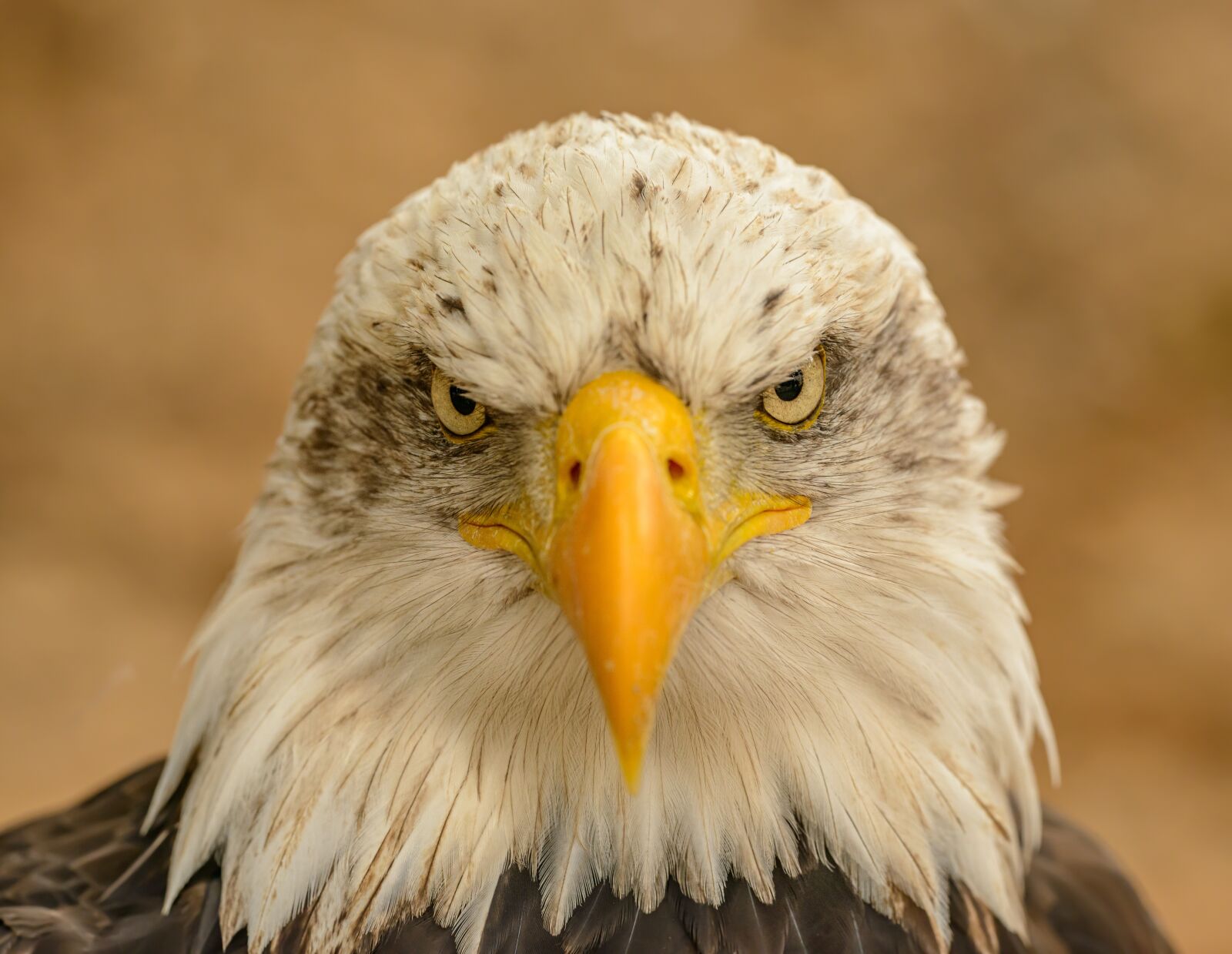 Nikon D800E sample photo. Eagle, portrait, bird photography