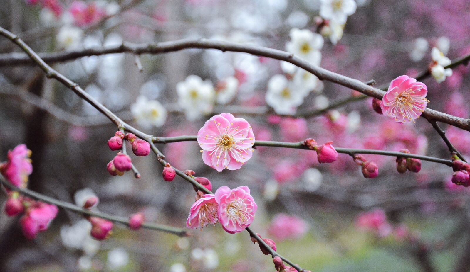 Nikon D7100 sample photo. Flower, branch, cherry wood photography