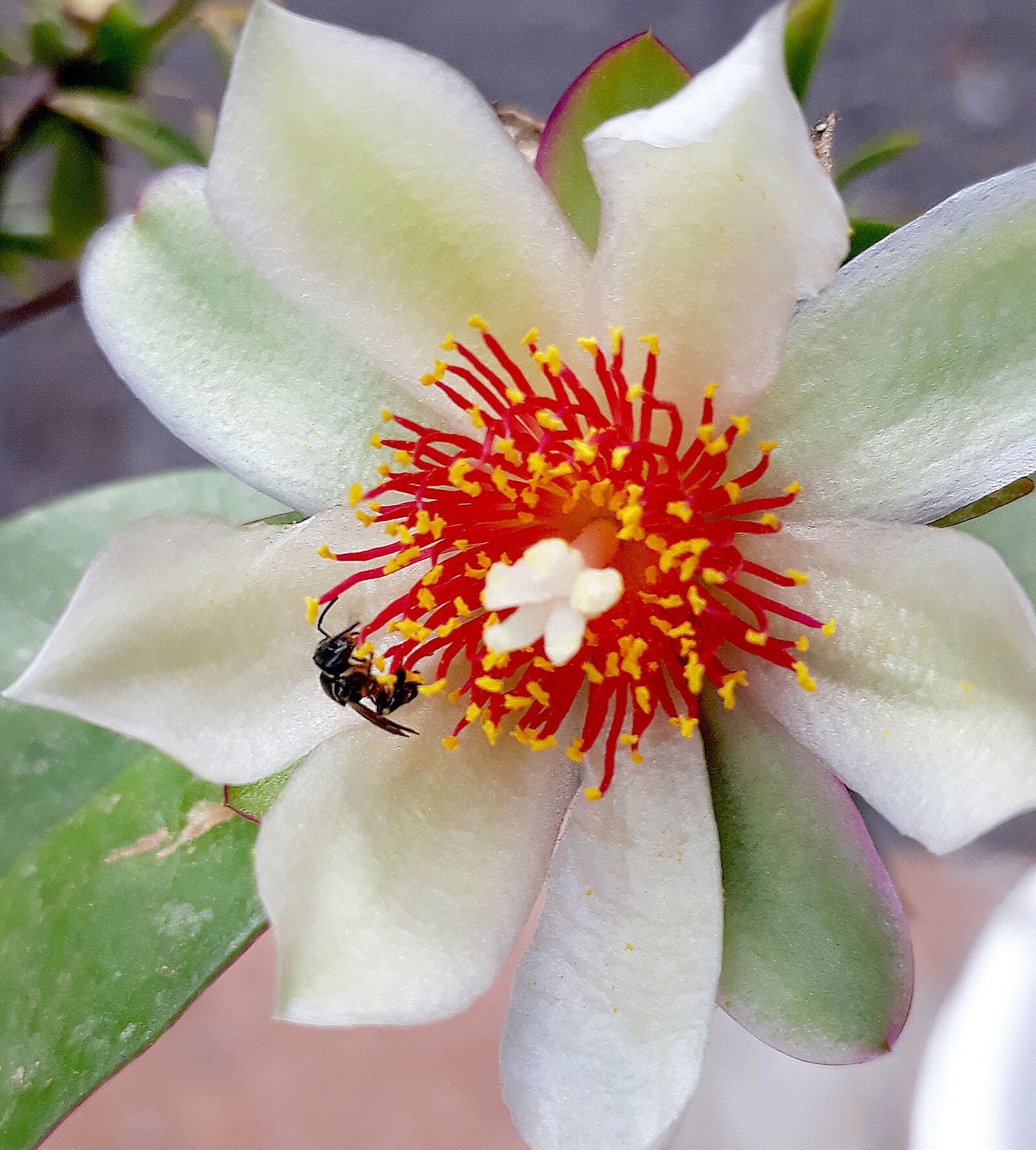 Samsung Galaxy J5 Prime sample photo. Bee, flower, the ora-pro-nobis photography