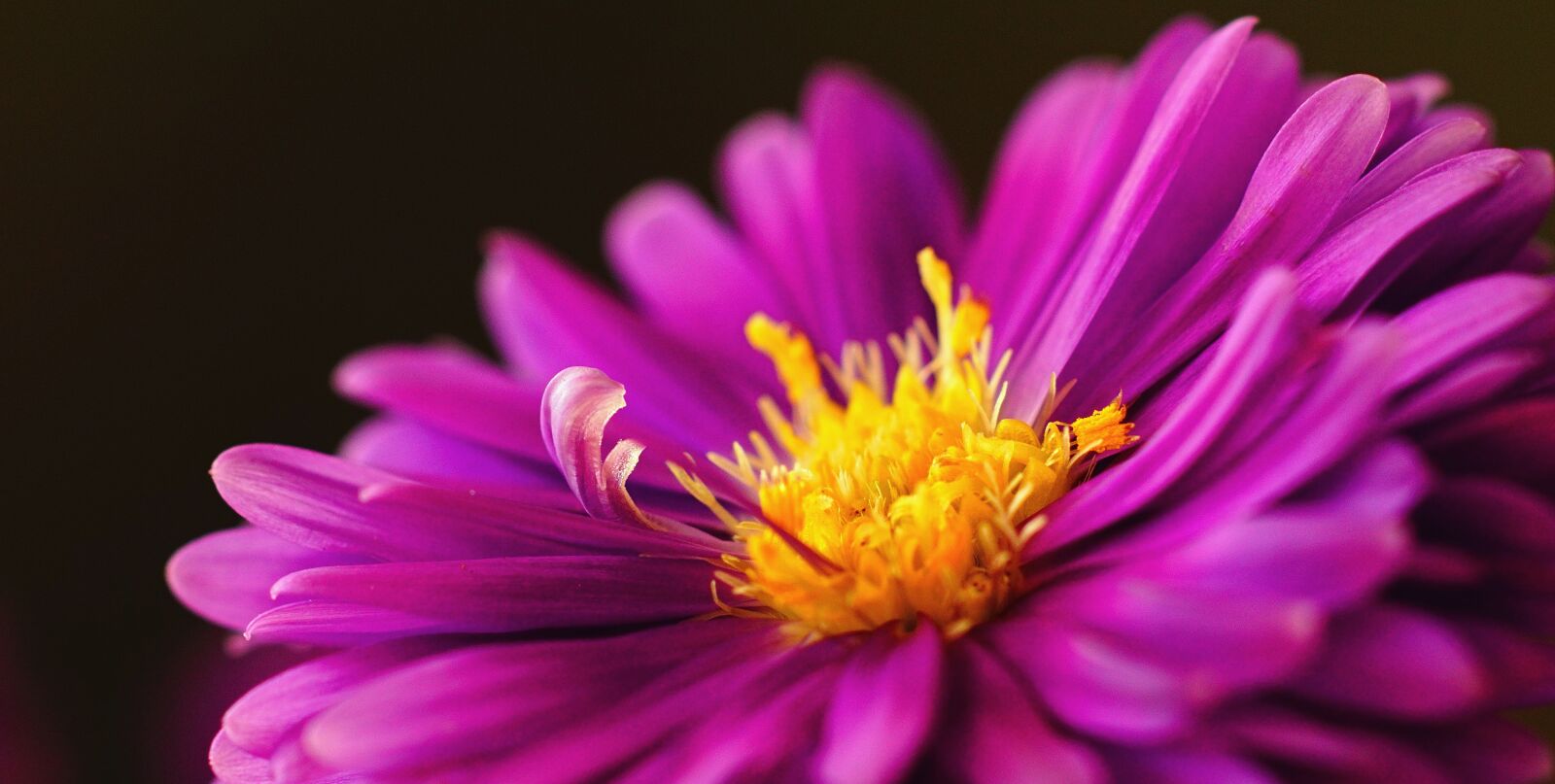 Sony ILCA-77M2 + Tamron SP AF 90mm F2.8 Di Macro sample photo. Herbstaster, pink, asters photography