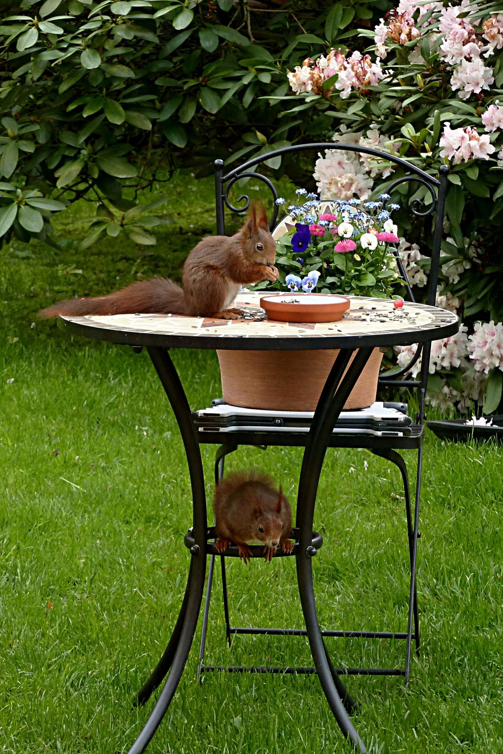 Panasonic Lumix DMC-FZ200 sample photo. Animal, rodent, squirrel photography