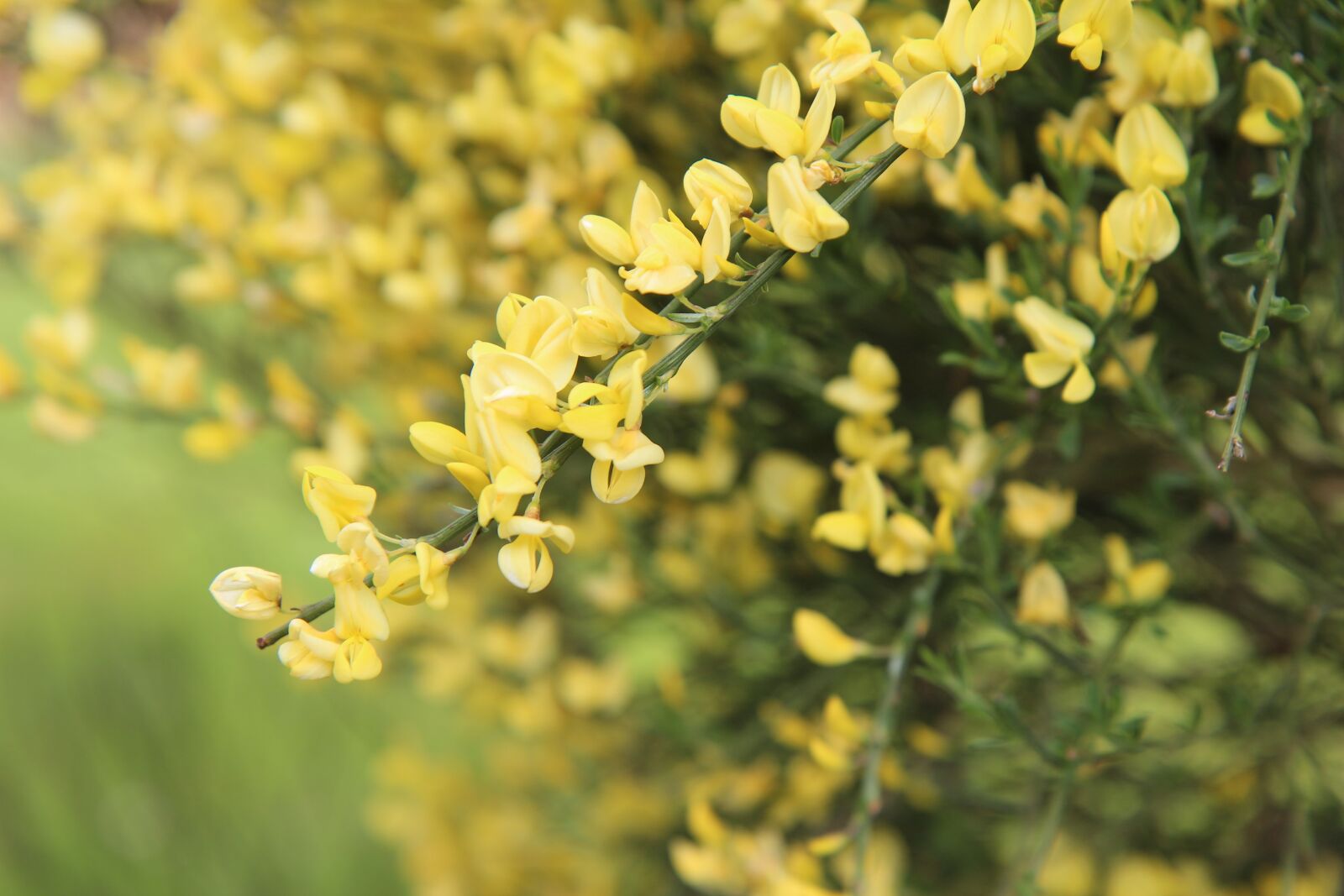 Canon EOS 600D (Rebel EOS T3i / EOS Kiss X5) sample photo. Broom, broom yellow, shrub photography