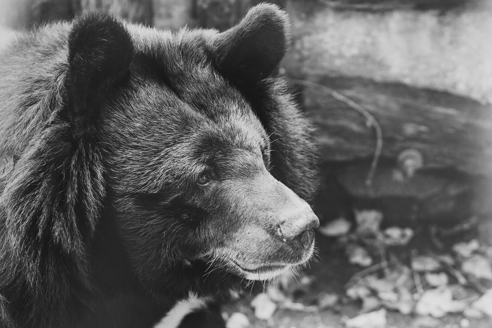 E 50mm F1.8 OSS sample photo. Bear, black, captivity photography