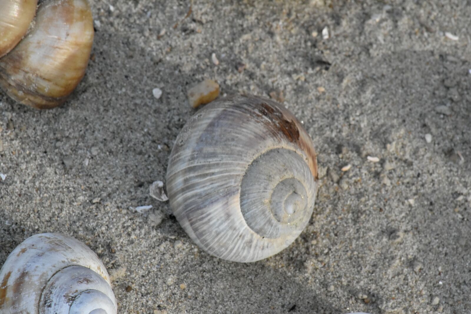 Nikon D5500 sample photo. Sand, beach, seashore, shell photography