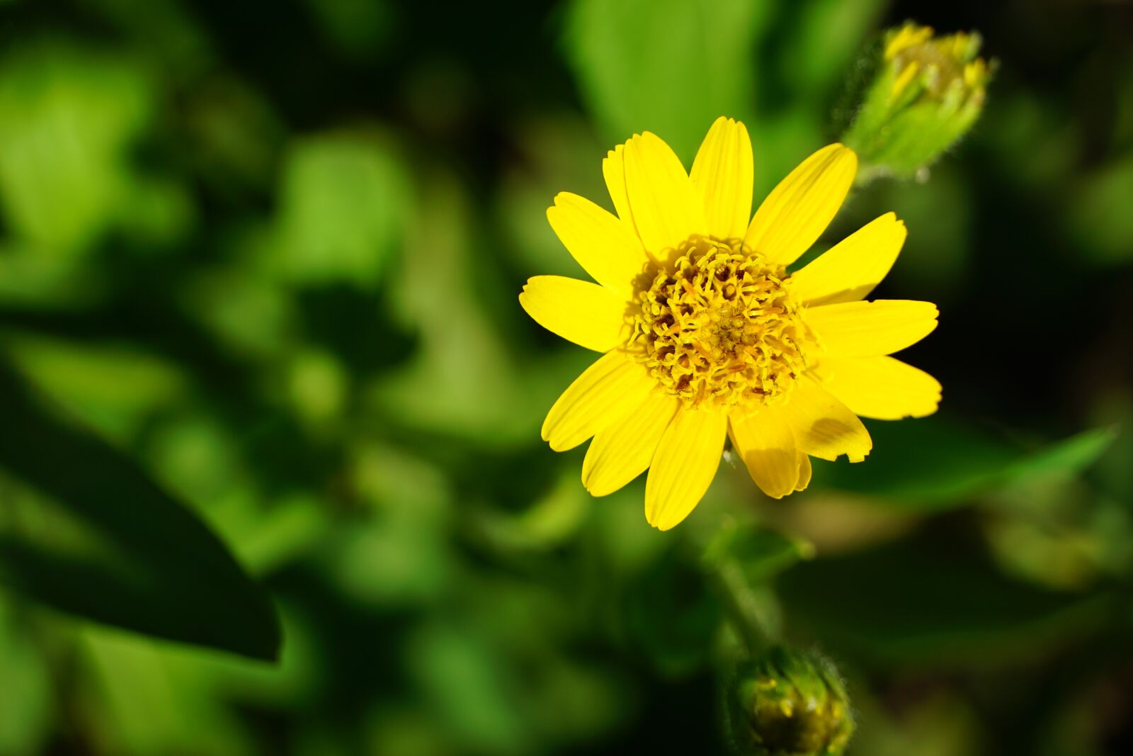 Sony a6000 sample photo. Blume, flower, yellow photography