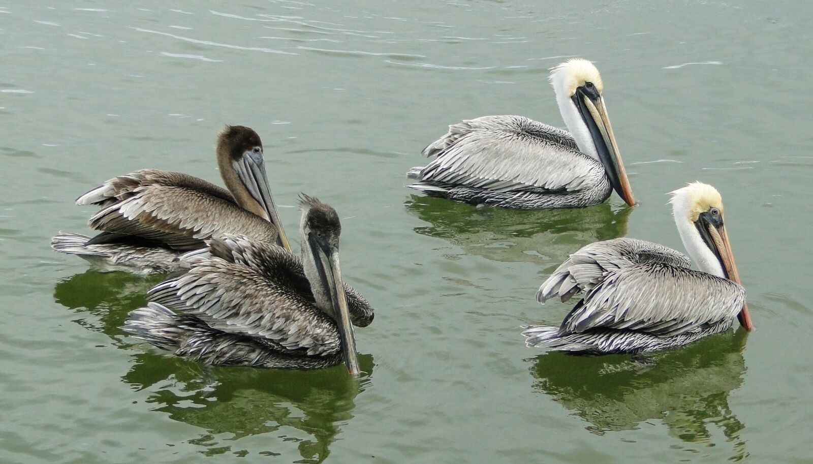 Sony Cyber-shot DSC-HX1 sample photo. Pelican, brown pelican, mexico photography