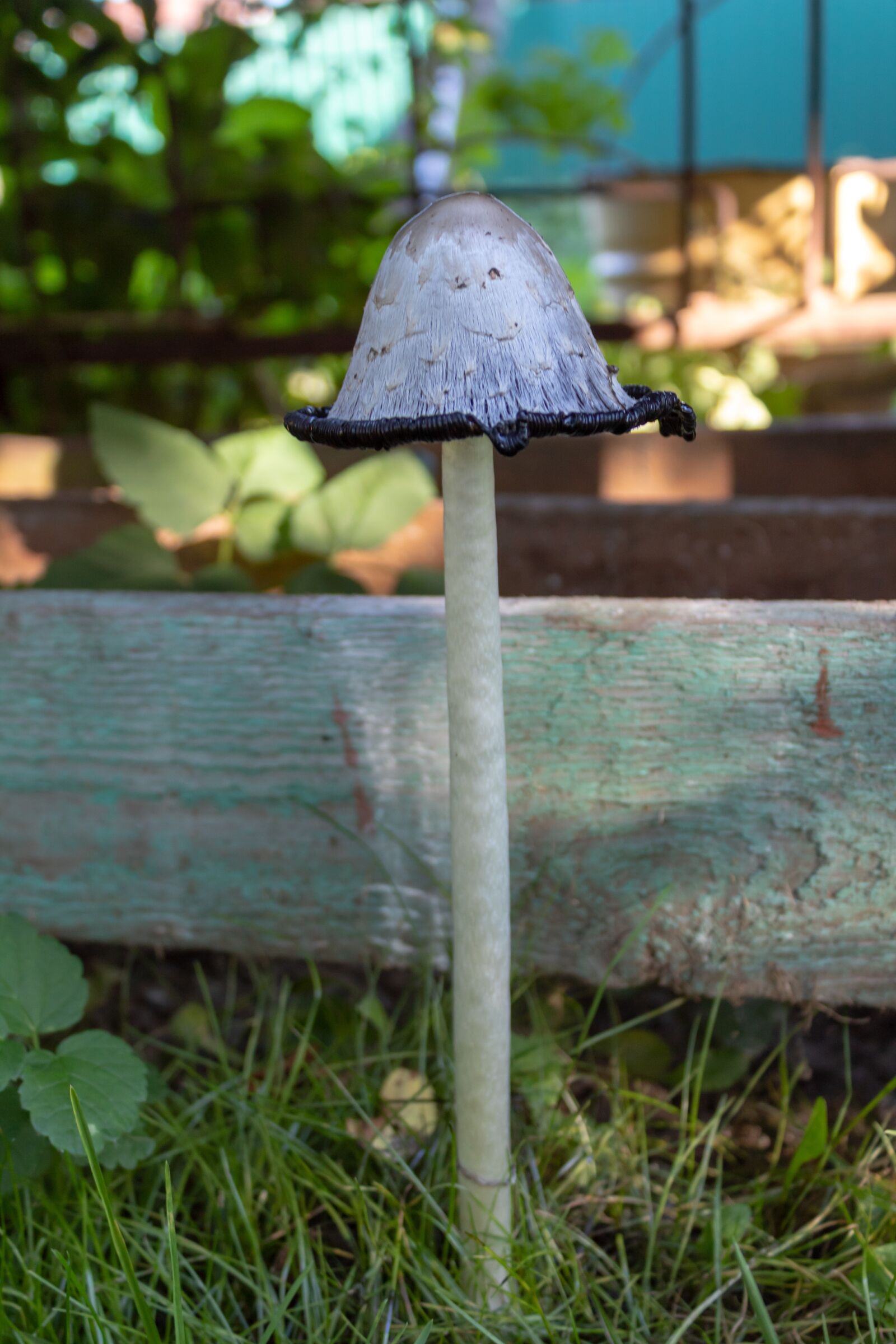 Canon EOS 1300D (EOS Rebel T6 / EOS Kiss X80) sample photo. Mushroom, beetle, autumn photography