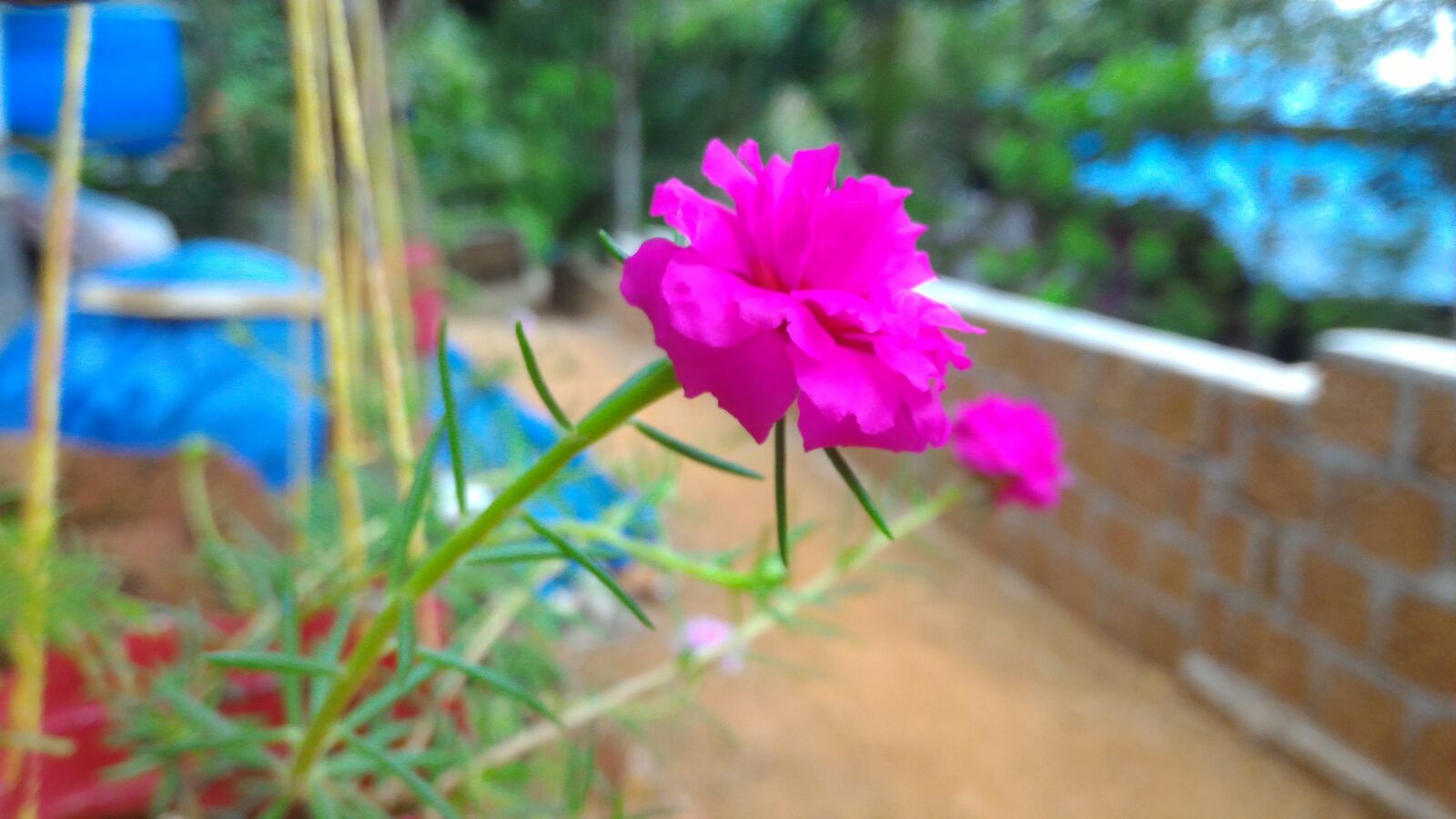 ASUS Z00AD sample photo. Red flowers, ammu special photography