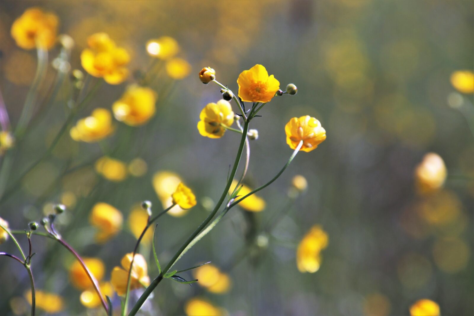 Canon EOS 80D sample photo. Spring, nature, plant photography