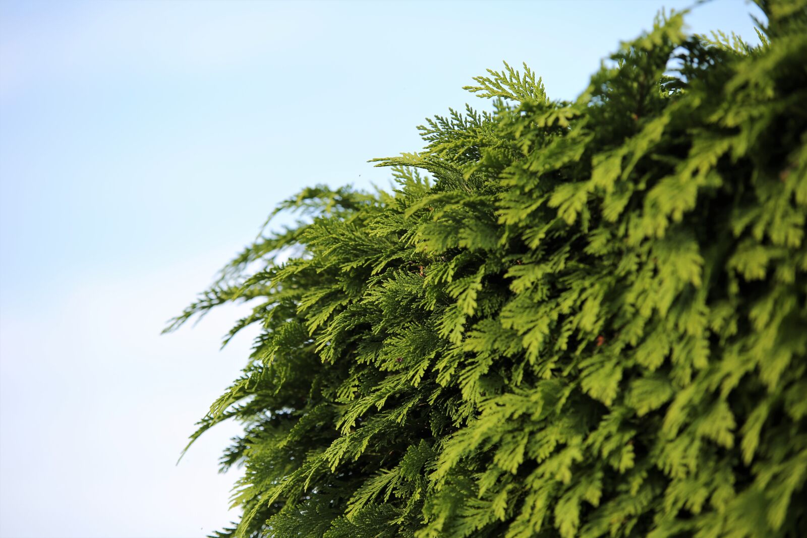 Tamron 70-210mm F4 Di VC USD sample photo. Cypress, leaves, tree photography