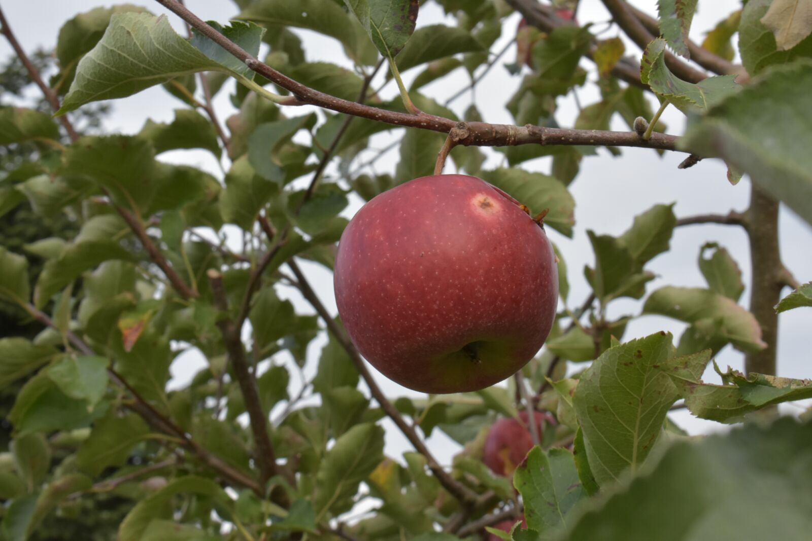 Nikon D3400 sample photo. Apple tree, apple, fruit photography
