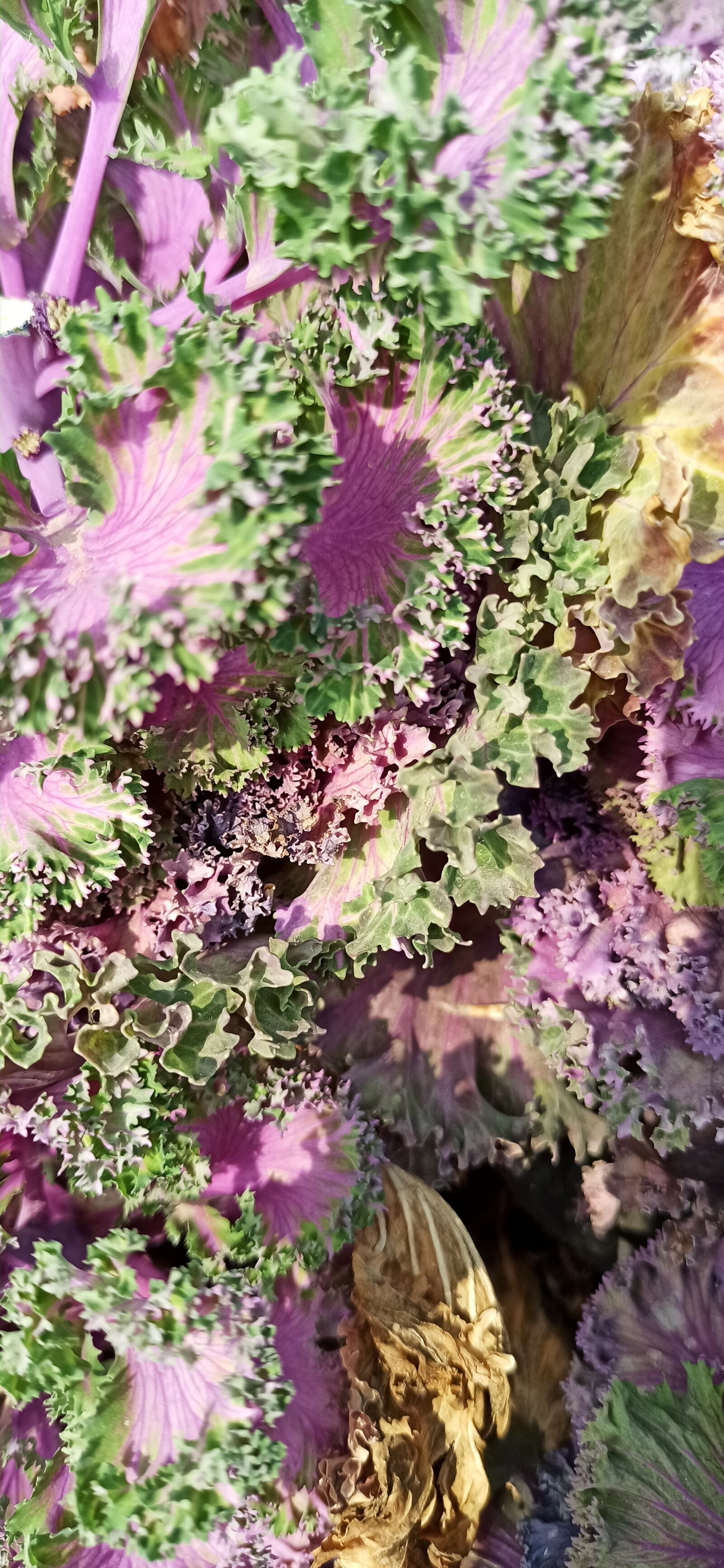 Xiaomi Redmi Note 8 Pro sample photo. Purple kale, plant, ripple photography