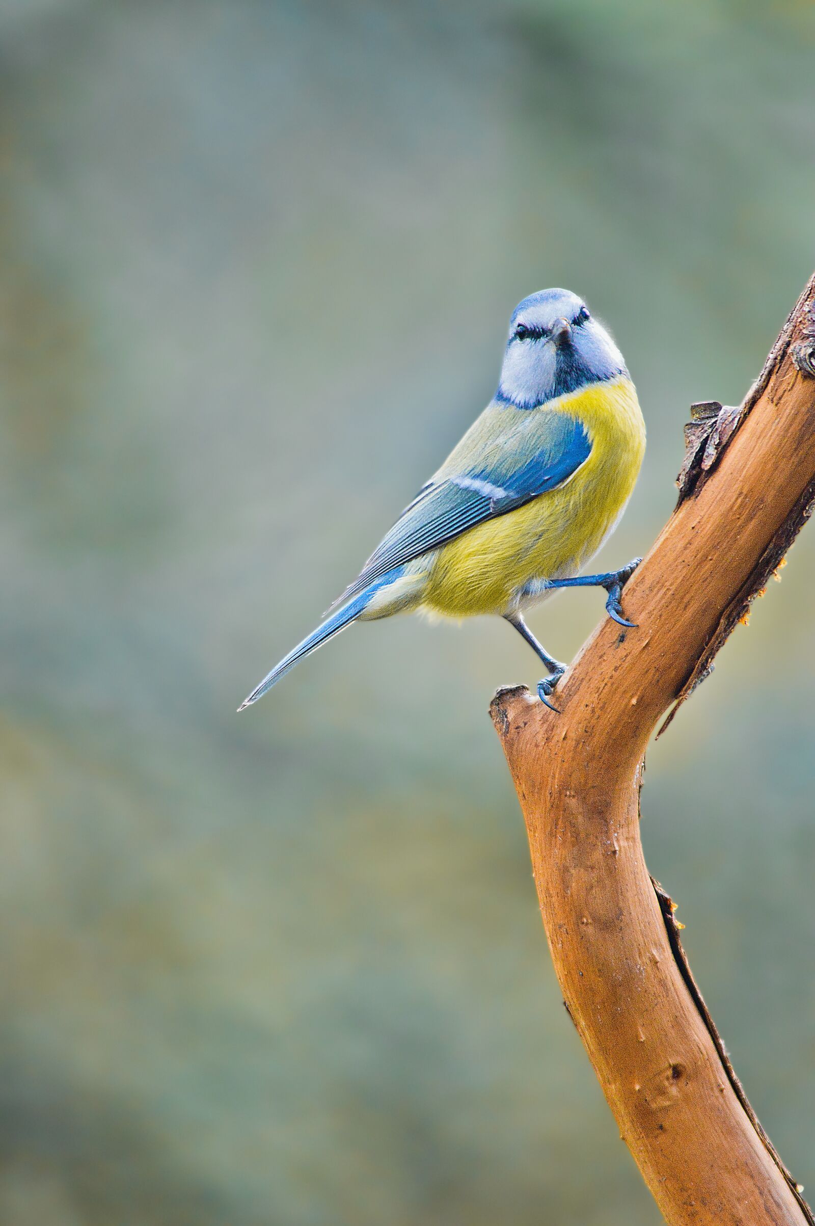 Nikon D3200 sample photo. Tit, nature, bird photography