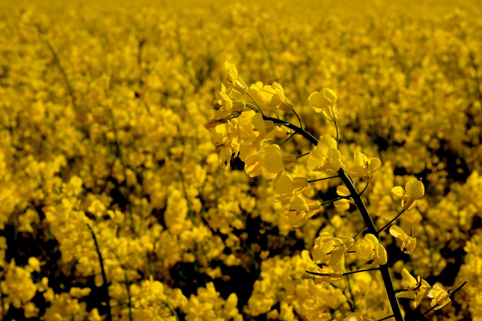 Fujifilm X-T20 sample photo. Oilseed rape, rare plant photography