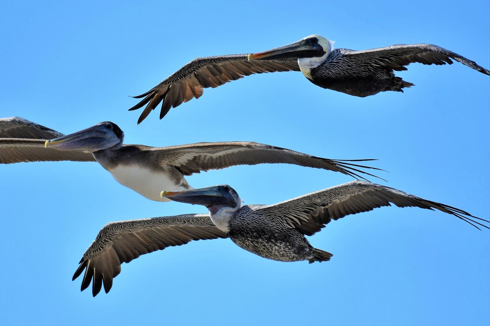 Nikon D500 sample photo. Pelecanus occidentalis, brown pelican photography