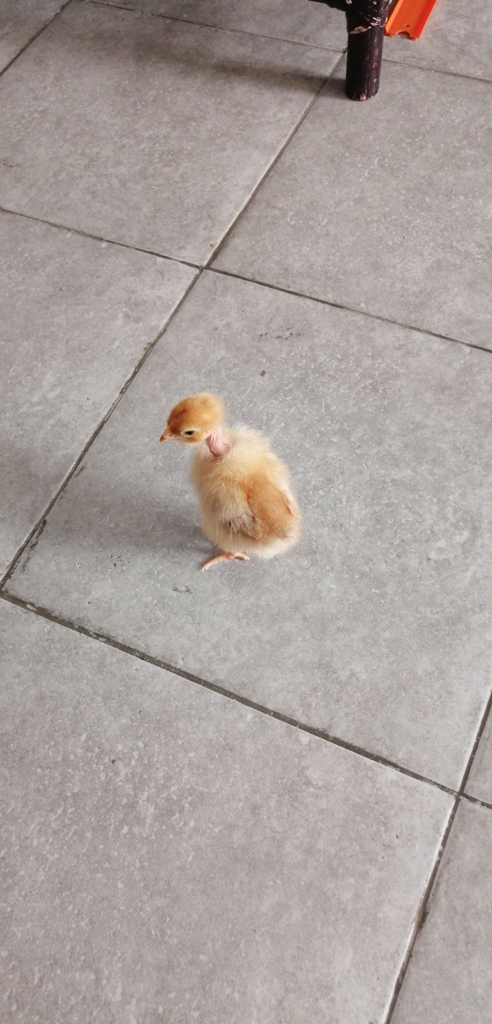 HUAWEI P30 LITE sample photo. Chick, birds, pet photography