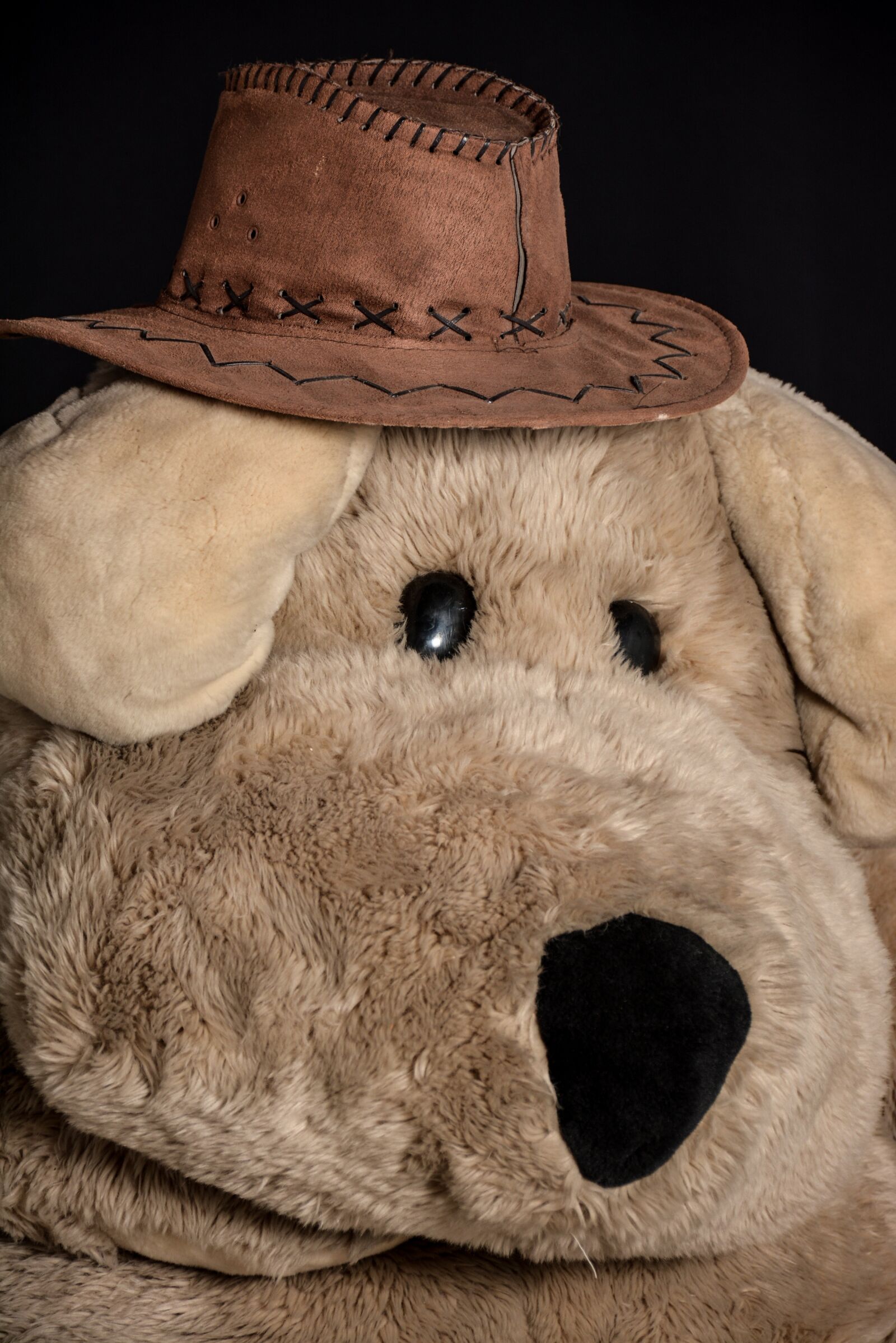 Nikon D7100 sample photo. Dog, hat, brown photography
