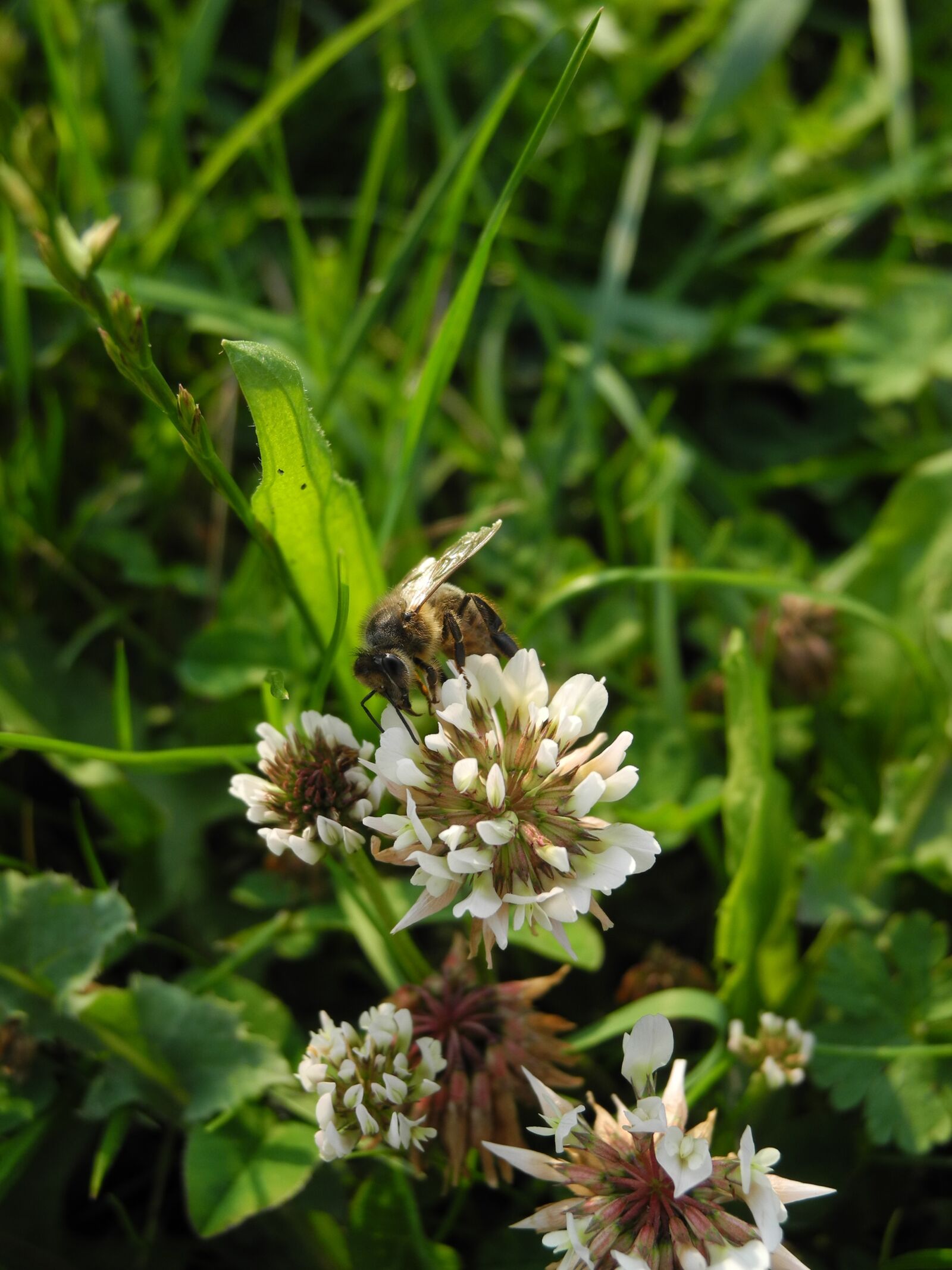 Nikon Coolpix P7000 sample photo. Bee, forage, flower photography
