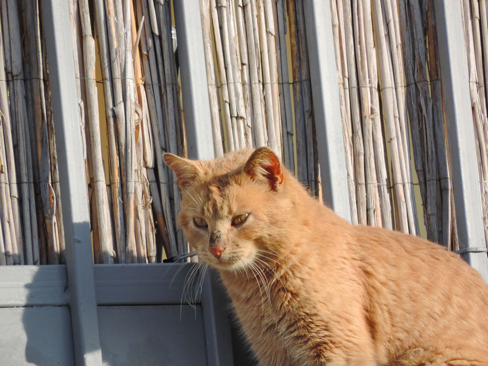 Nikon Coolpix P520 sample photo. Pet, cat, cute, kitty photography