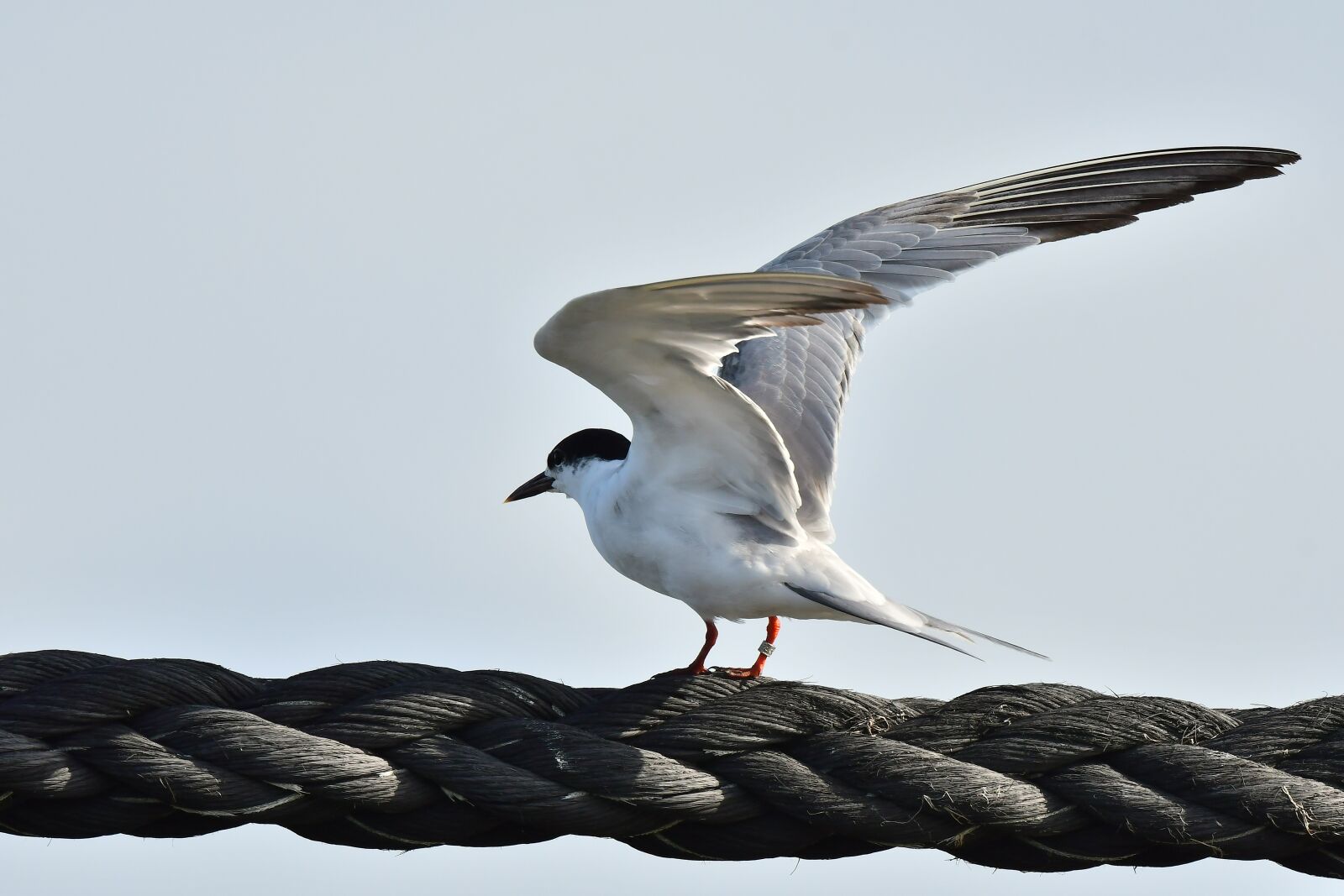 Nikon D500 sample photo. Arctic tern, tern, seabird photography