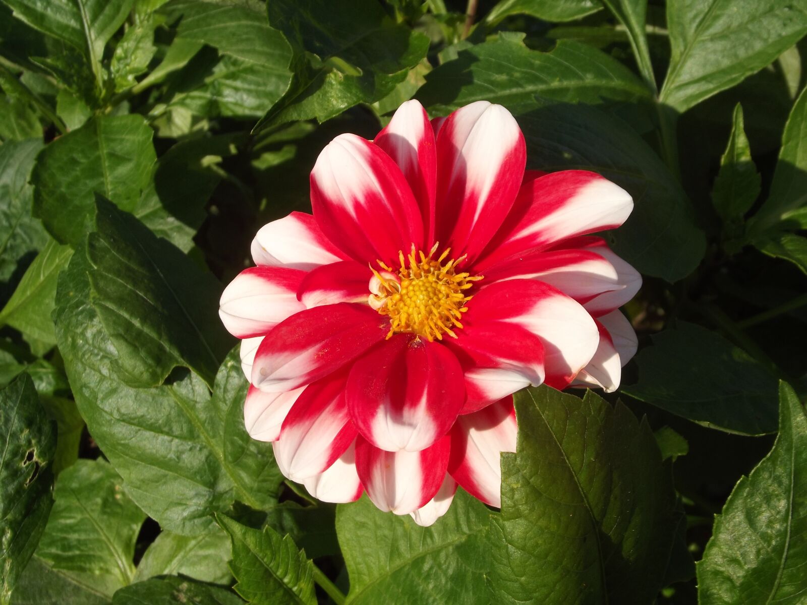 FujiFilm FinePix S2950 (FinePix S2990) sample photo. Flower, red, dahlia photography
