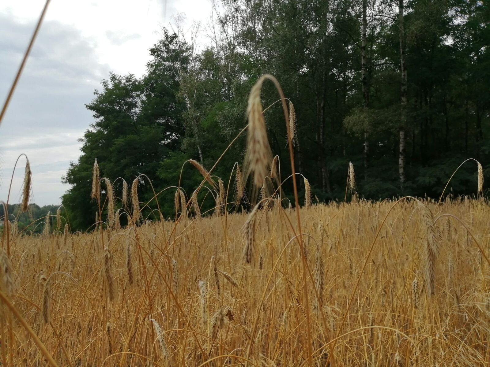 HUAWEI P SMART 2019 sample photo. Corn, field, forest photography