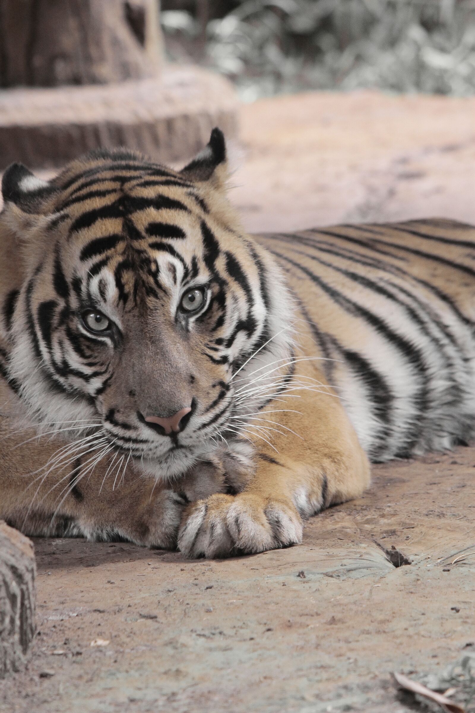 Canon EOS 500D (EOS Rebel T1i / EOS Kiss X3) sample photo. Tiger, animal, wild photography