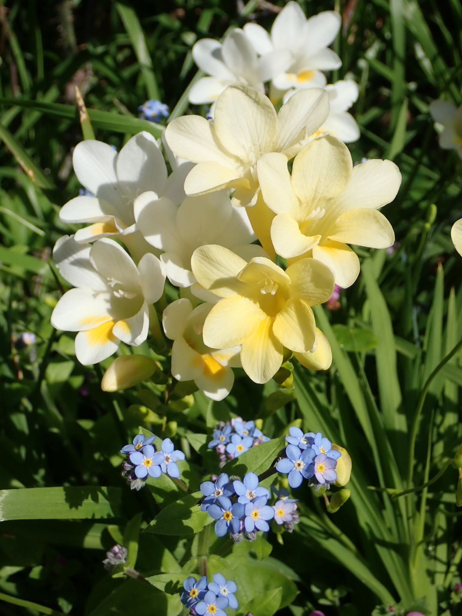 Olympus TG-5 sample photo. Flowers, spring, freesias photography