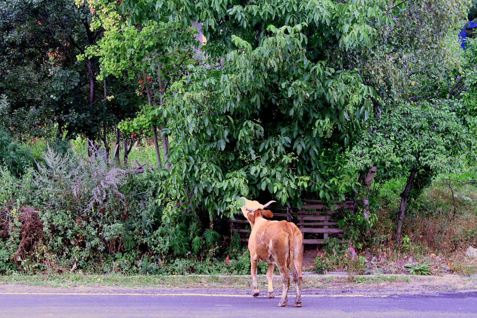 Canon EOS 1100D (EOS Rebel T3 / EOS Kiss X50) sample photo. Cow, nature, cattle photography