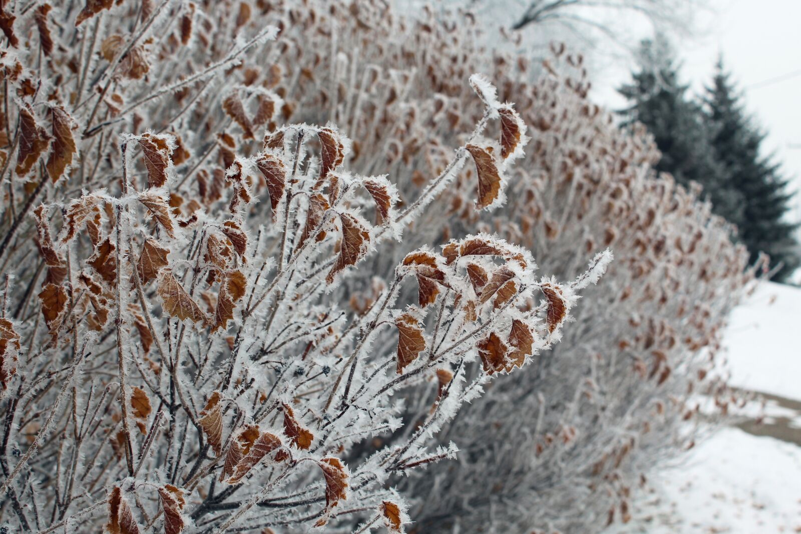 Canon EOS 1300D (EOS Rebel T6 / EOS Kiss X80) sample photo. Winter, frost, cold photography
