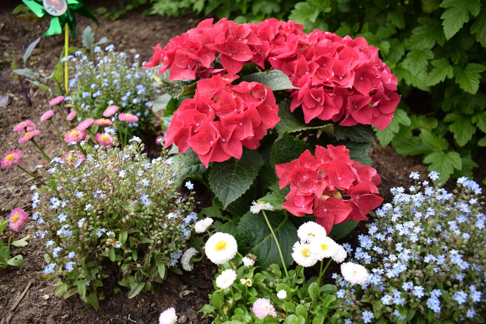 Nikon D3300 sample photo. Flowers, flower bed, garden photography