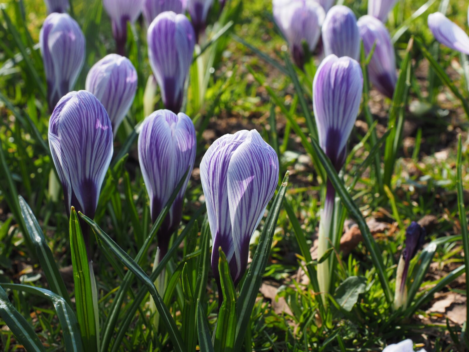 Olympus OM-D E-M1 + Olympus M.Zuiko Digital ED 12-40mm F2.8 Pro sample photo. Crocus, flower, spring photography