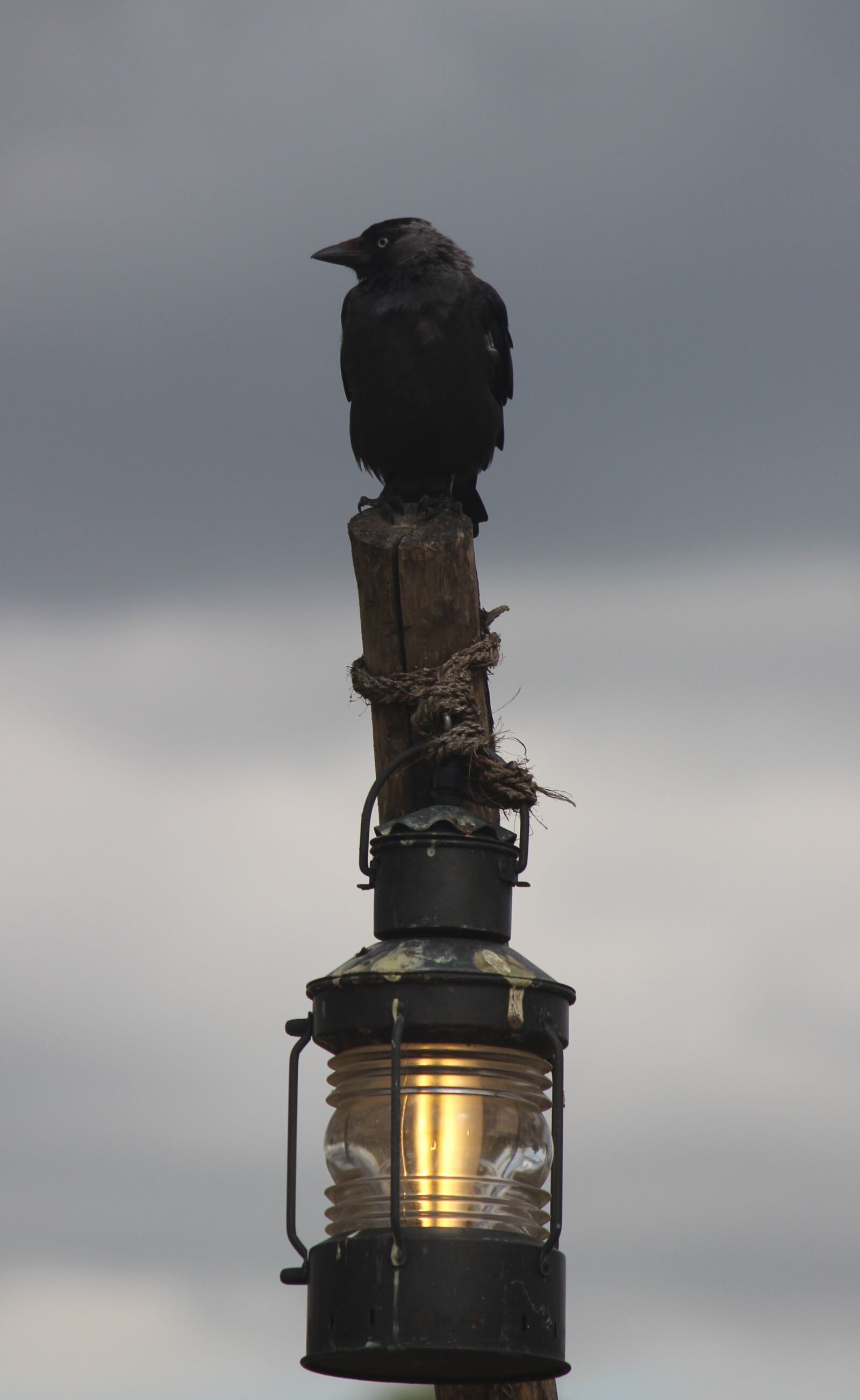 Canon EOS 700D (EOS Rebel T5i / EOS Kiss X7i) sample photo. Blackbird, wildlife, bird photography