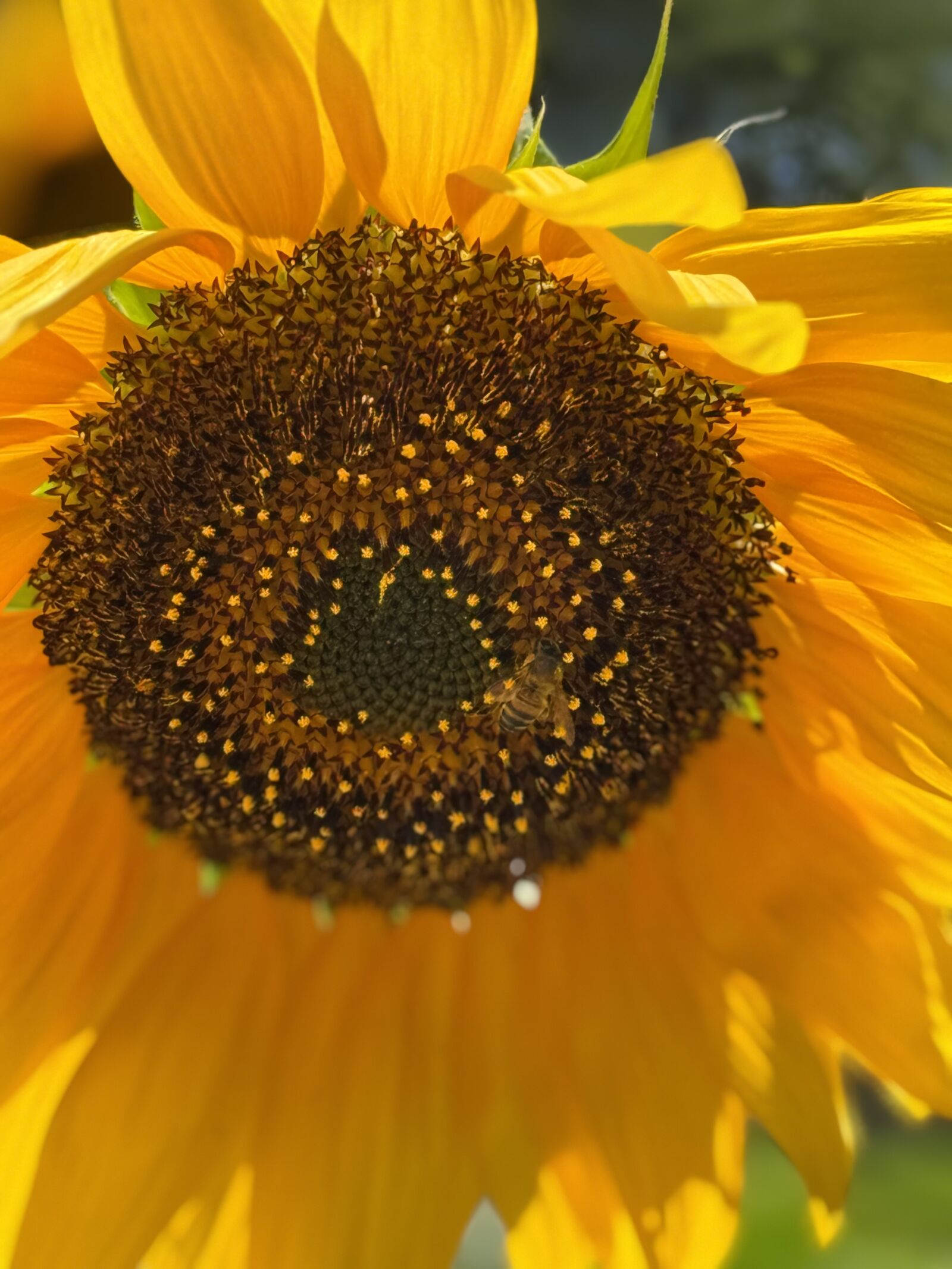 Apple iPhone 15 Pro Max sample photo