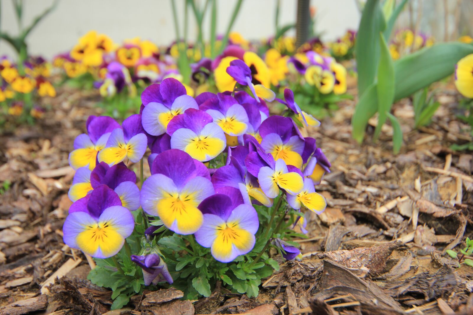 Canon EOS 550D (EOS Rebel T2i / EOS Kiss X4) sample photo. Flower, blossom, bloom photography