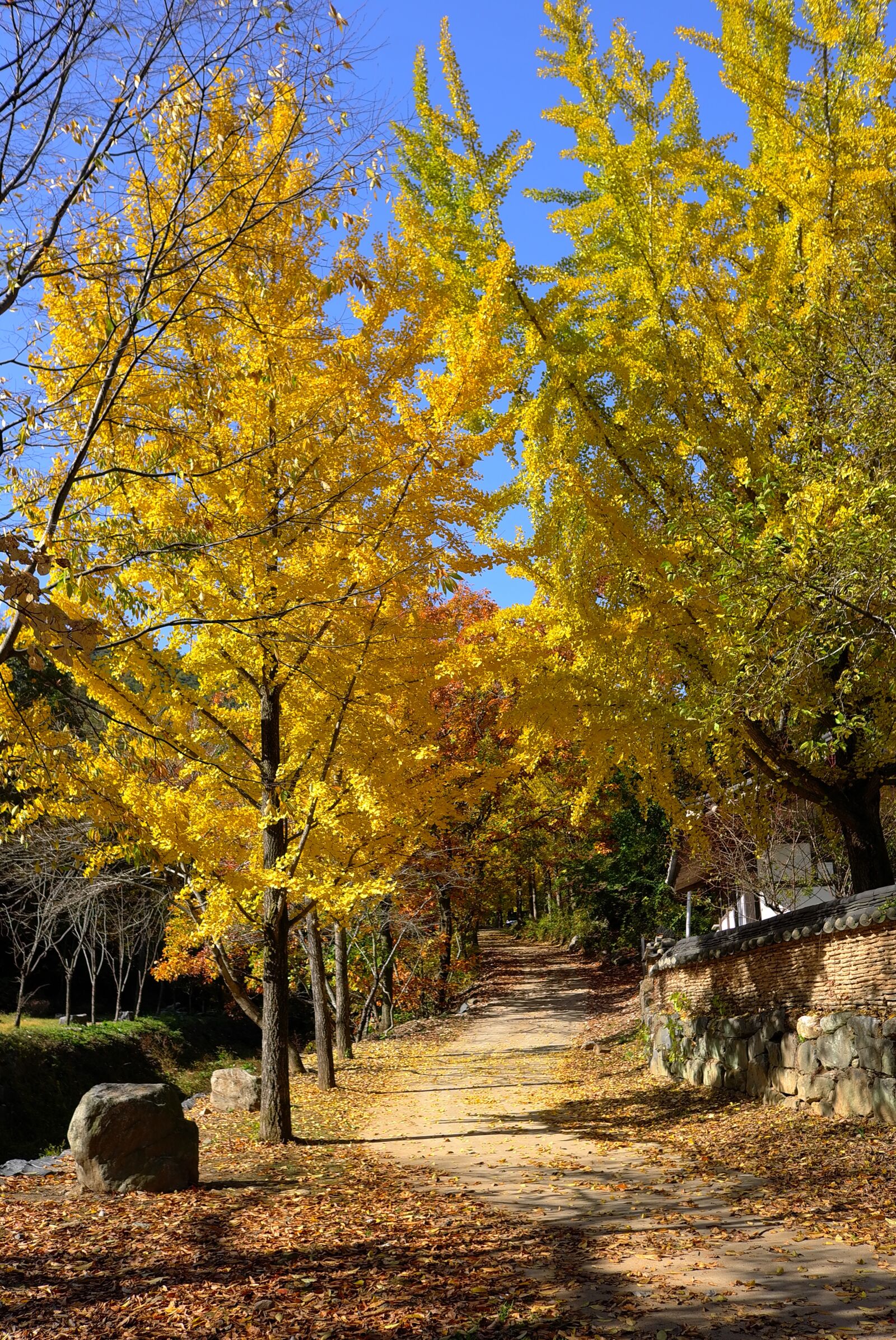Leica X1 sample photo. Ginkgo, autumn leaves, autumn photography