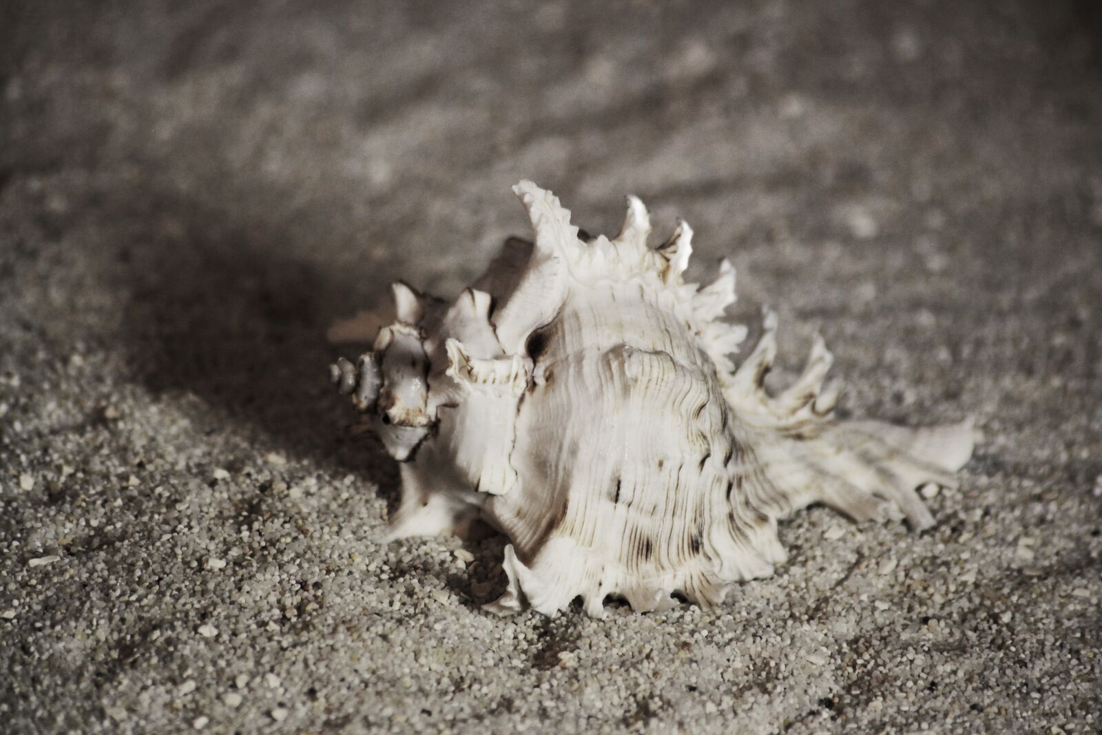 Canon EOS 600D (Rebel EOS T3i / EOS Kiss X5) sample photo. Shell, mussels, beach photography