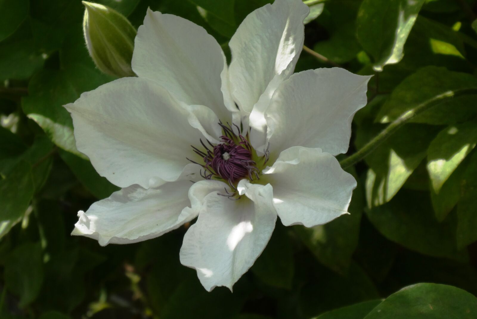 Panasonic Lumix DC-ZS70 (Lumix DC-TZ90) sample photo. Clematis, garden plant, bloom photography
