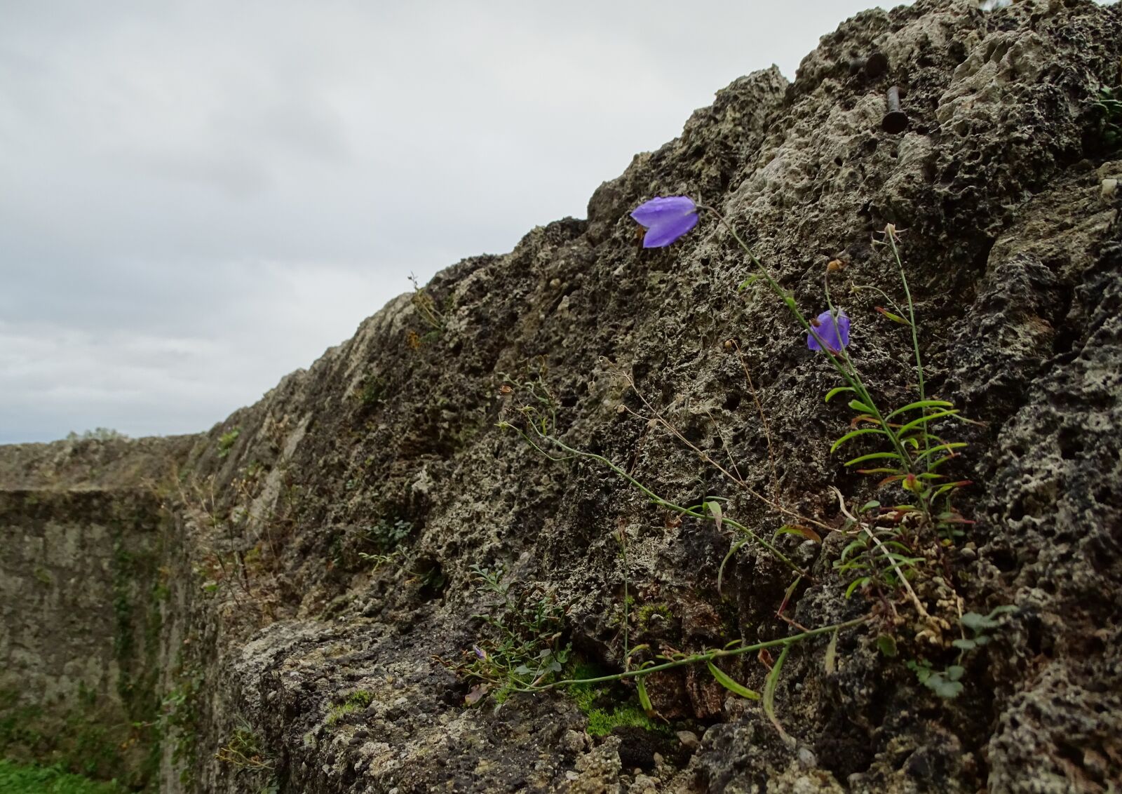 Sony Cyber-shot DSC-HX400V sample photo. Wallflower, wall flower, castle photography