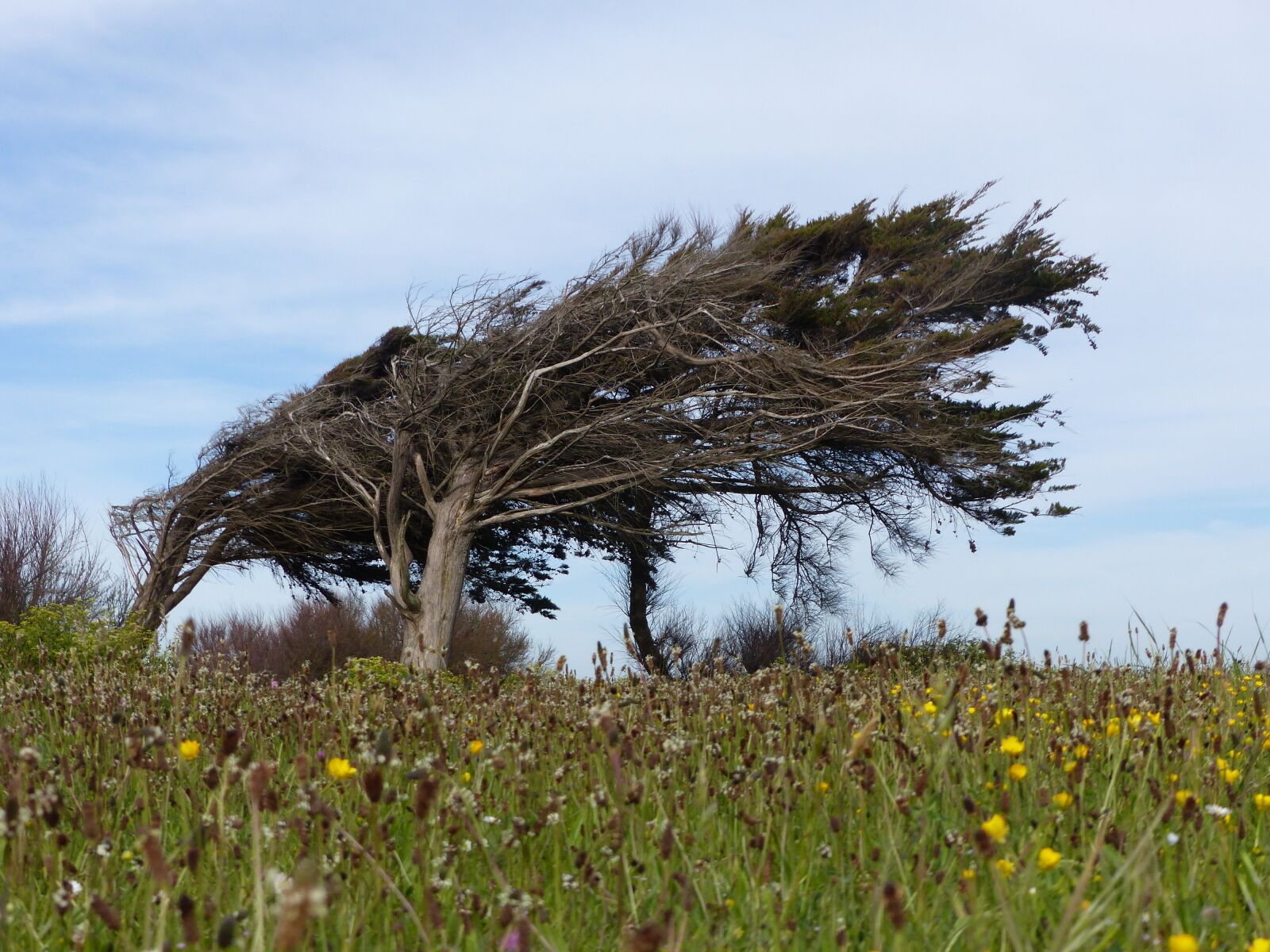 Panasonic Lumix DMC-FZ200 sample photo. Tree, wind, leaning photography