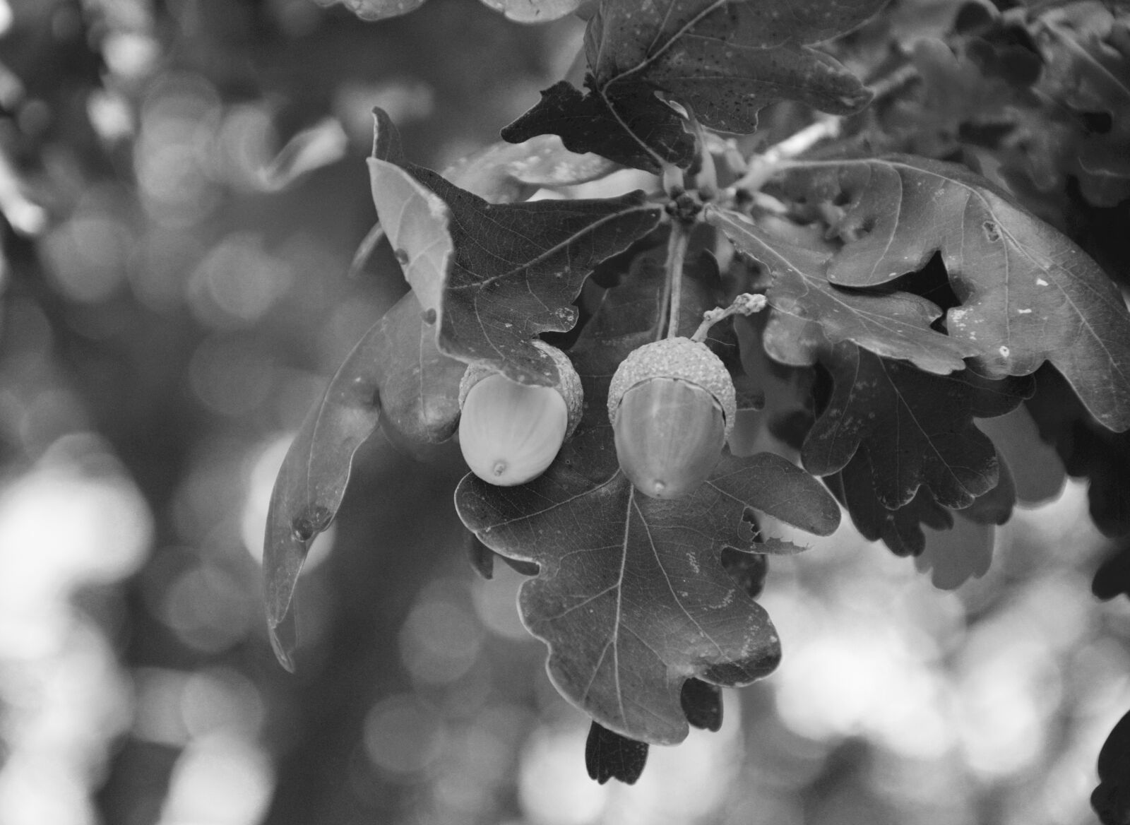 Nikon D5200 sample photo. Acorn, fruit oak, photo photography
