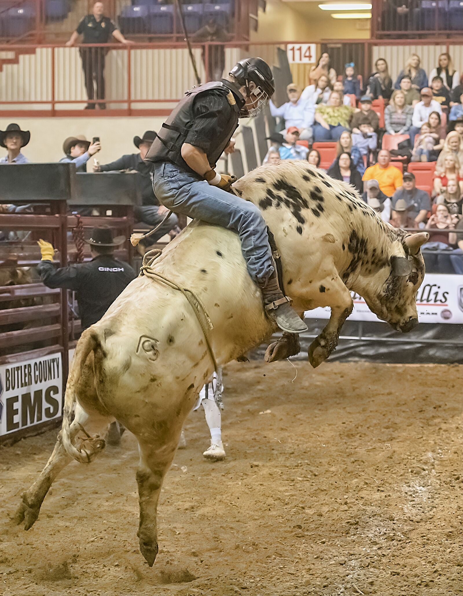 Nikon D850 sample photo. Bull, bull rider, bull photography