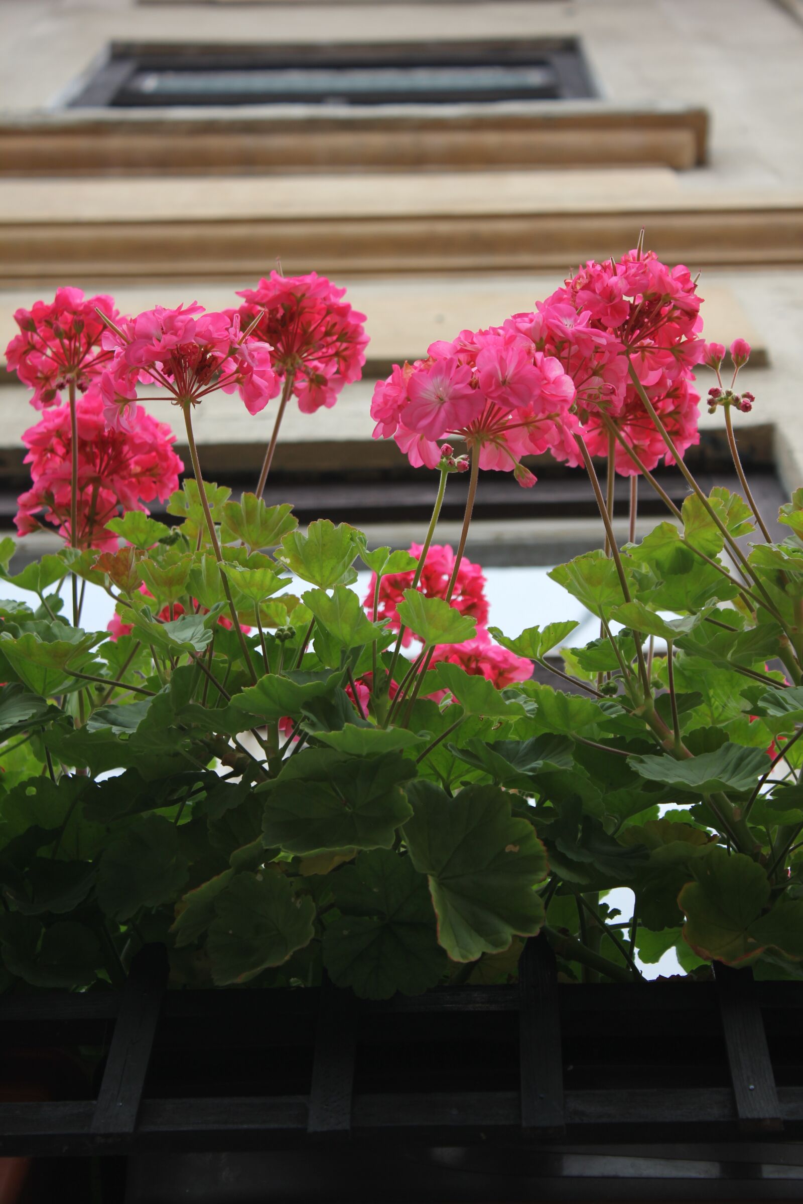 Canon EOS 550D (EOS Rebel T2i / EOS Kiss X4) sample photo. Flower, window, dum photography