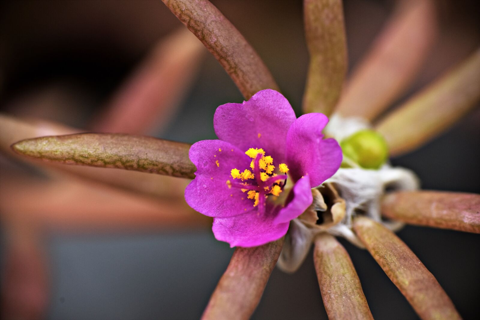 Nikon D5600 sample photo. Tiny purple flower, macro photography