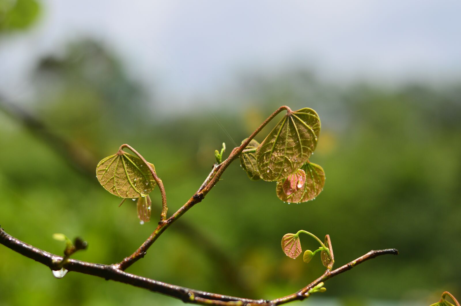 Nikon D3200 sample photo. Xin, chun, ming photography
