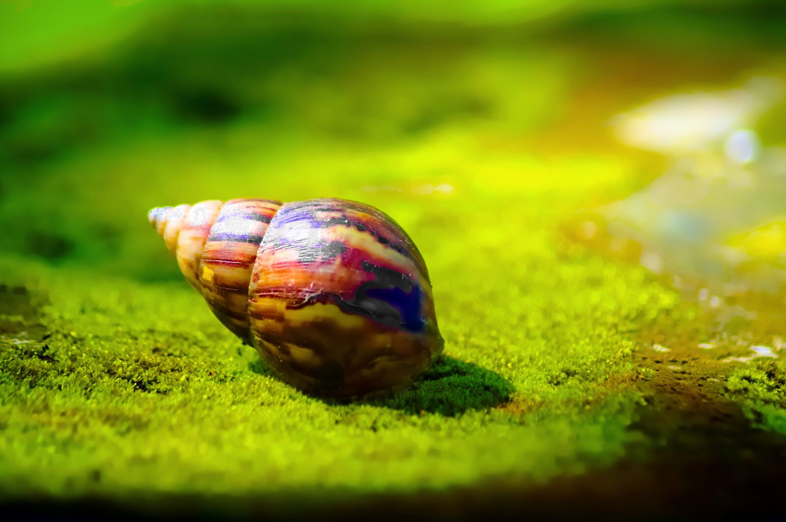 Nikon D3100 sample photo. Snail, shell, animal photography