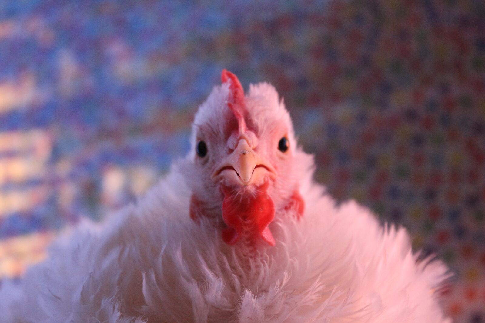 Canon EF-S 18-55mm F3.5-5.6 IS sample photo. Chicken, hen, curly photography